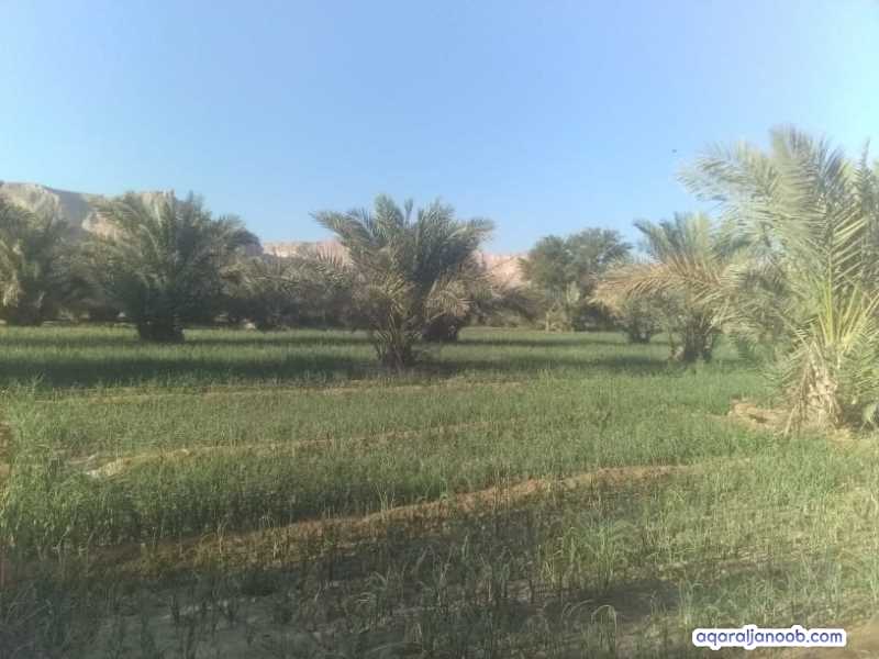 للبيع مزرعه في سيؤن في مدودة 23