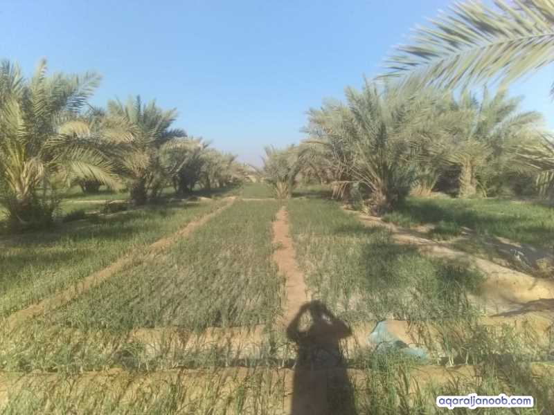 للبيع مزرعه في سيؤن في مدودة 23