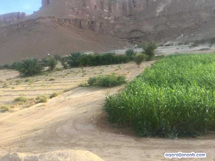 الاجار مزارع في وادي حضرموت