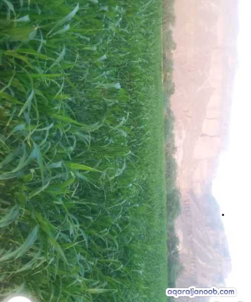 للبيع مزرعه 5فدان في القطن