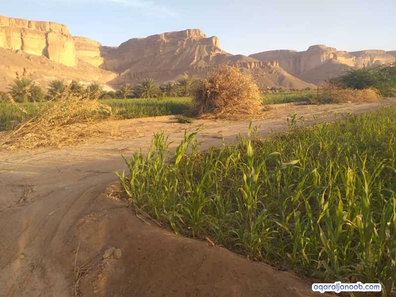 للبيع مزرعه 5فدان في القطن