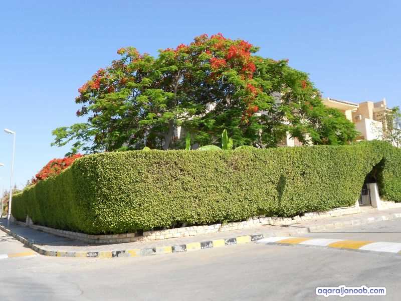 مارينا العلمين مصر